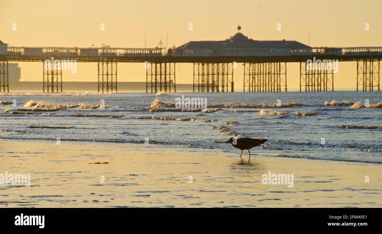 Brighton. Gabbiano nel surf a bassa marea. Il Palace Pier ha una silhouette sullo sfondo. Brighton & Hove, Sussex, Inghilterra, Regno Unito Foto Stock