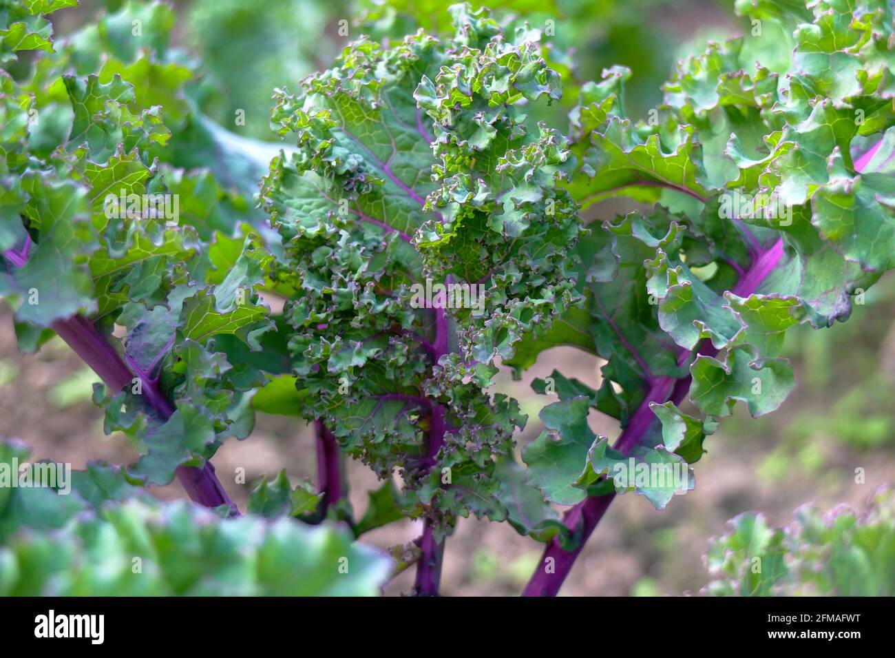 Kale rosso 'Redbor' (Brassica oleracea var. Sabellica), pianta giovane Foto Stock