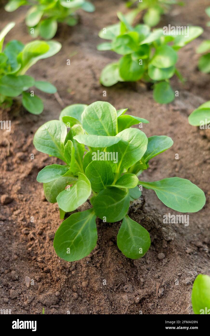 Lattuga di agnello (Valerianella locusta) in un letto di fiori Foto Stock