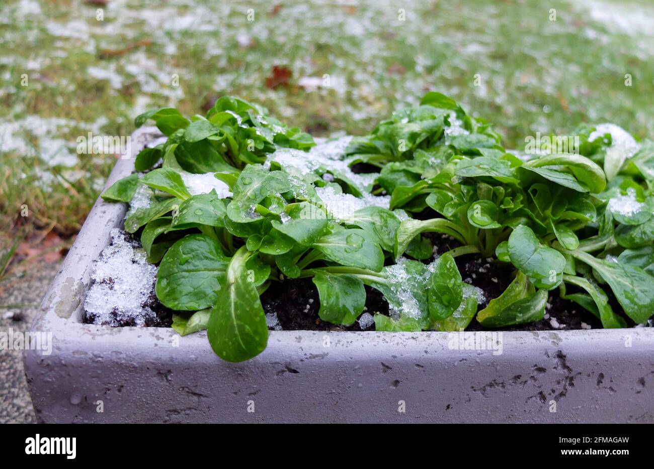 Lattuga di agnello (Valerianella locusta) nella scatola sulla terrazza Foto Stock
