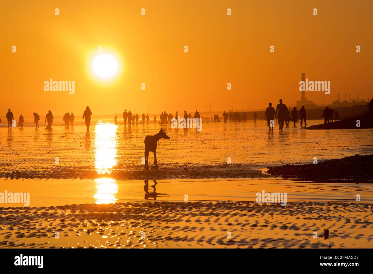 Spiaggia di Brighton e Hove con bassa marea che guarda ad ovest. Sagome di persone che camminano lungo la spiaggia sabbiosa al tramonto. East Sussex, Inghilterra. Cane da una piscina d'acqua. Foto Stock