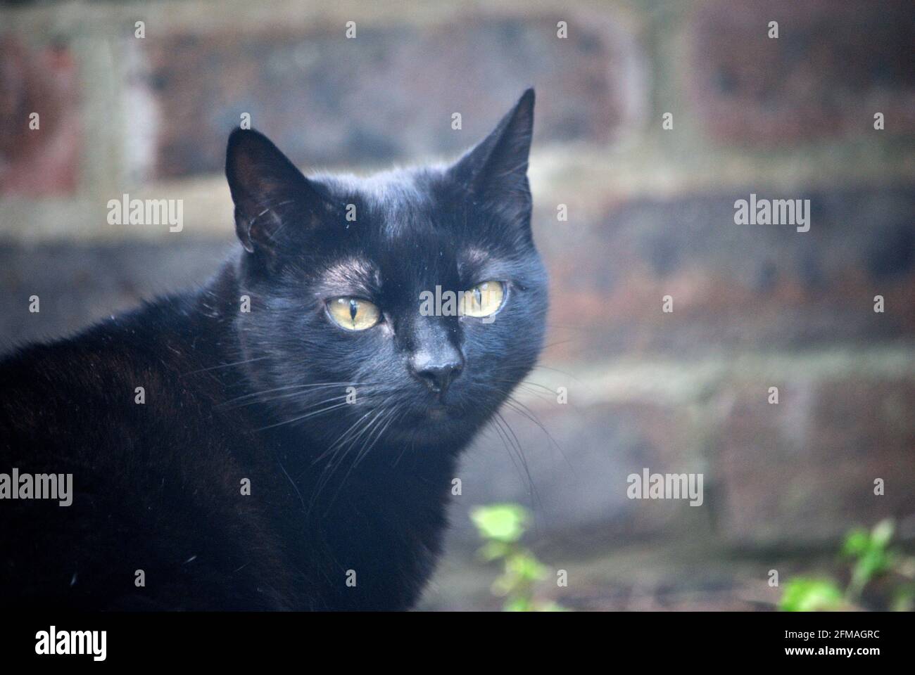 Gatto nero Foto Stock