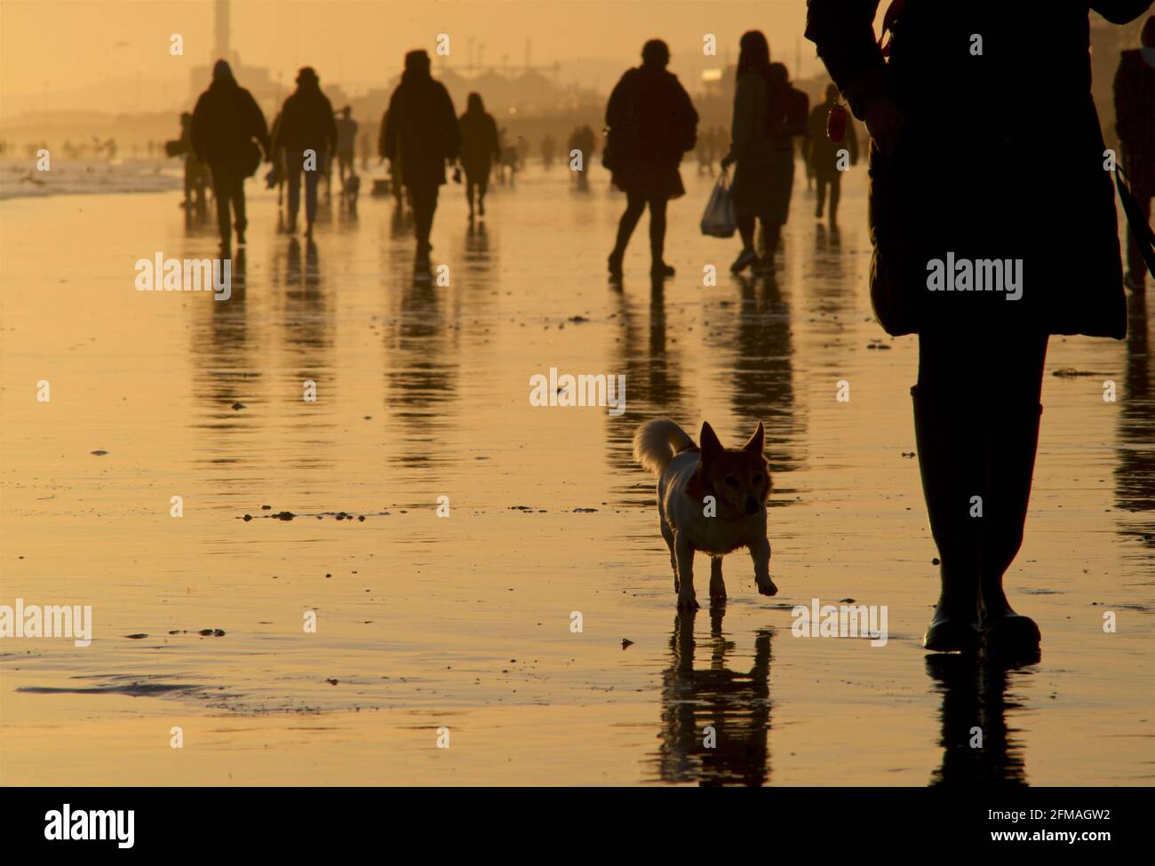 Spiaggia di Brighton e Hove con bassa marea che guarda ad ovest. Sagome di persone che camminano lungo la spiaggia sabbiosa al tramonto. East Sussex, Inghilterra. Camminare il cane Foto Stock