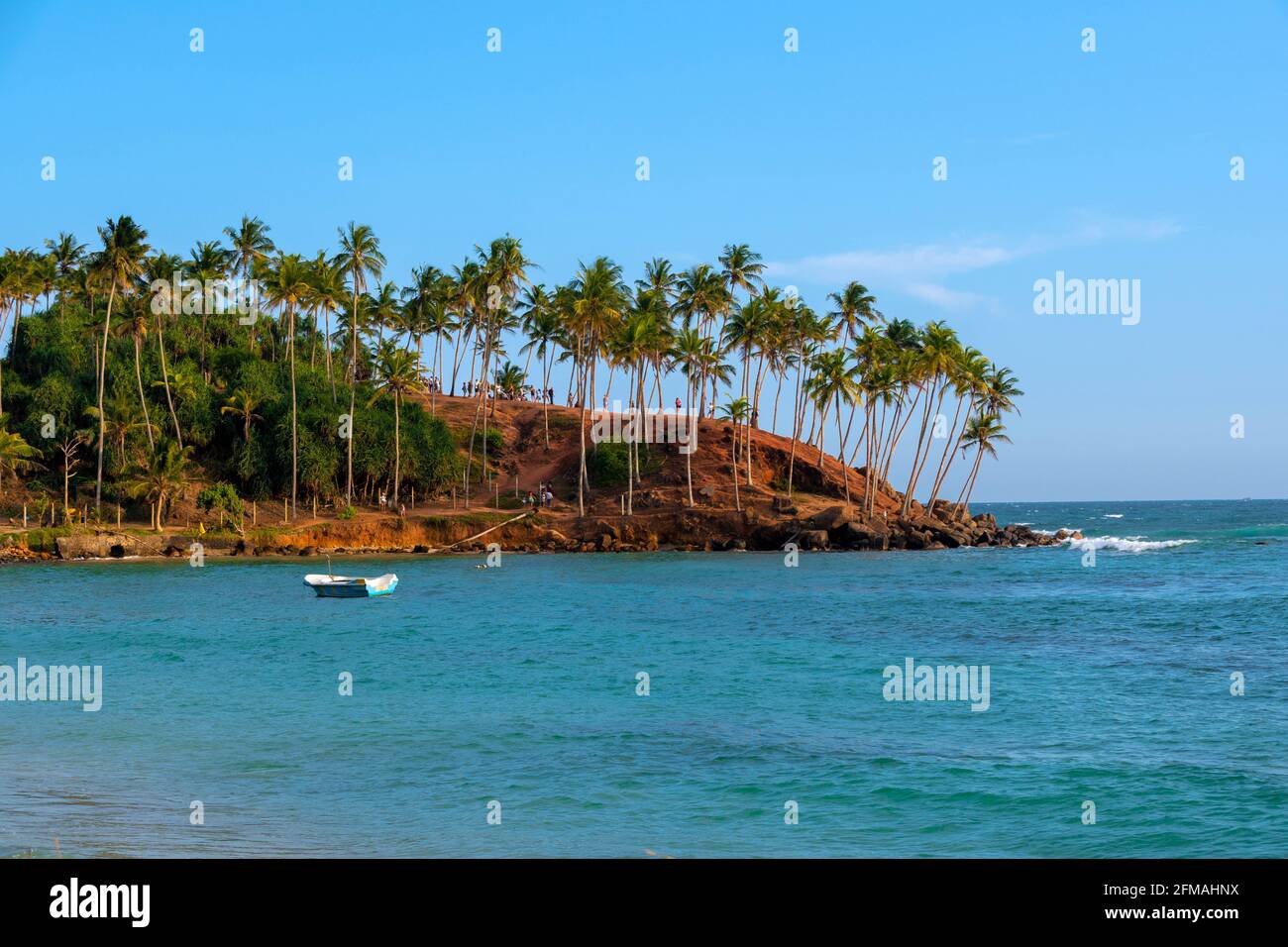 Noce di cocco collina Sri Lanka Foto Stock