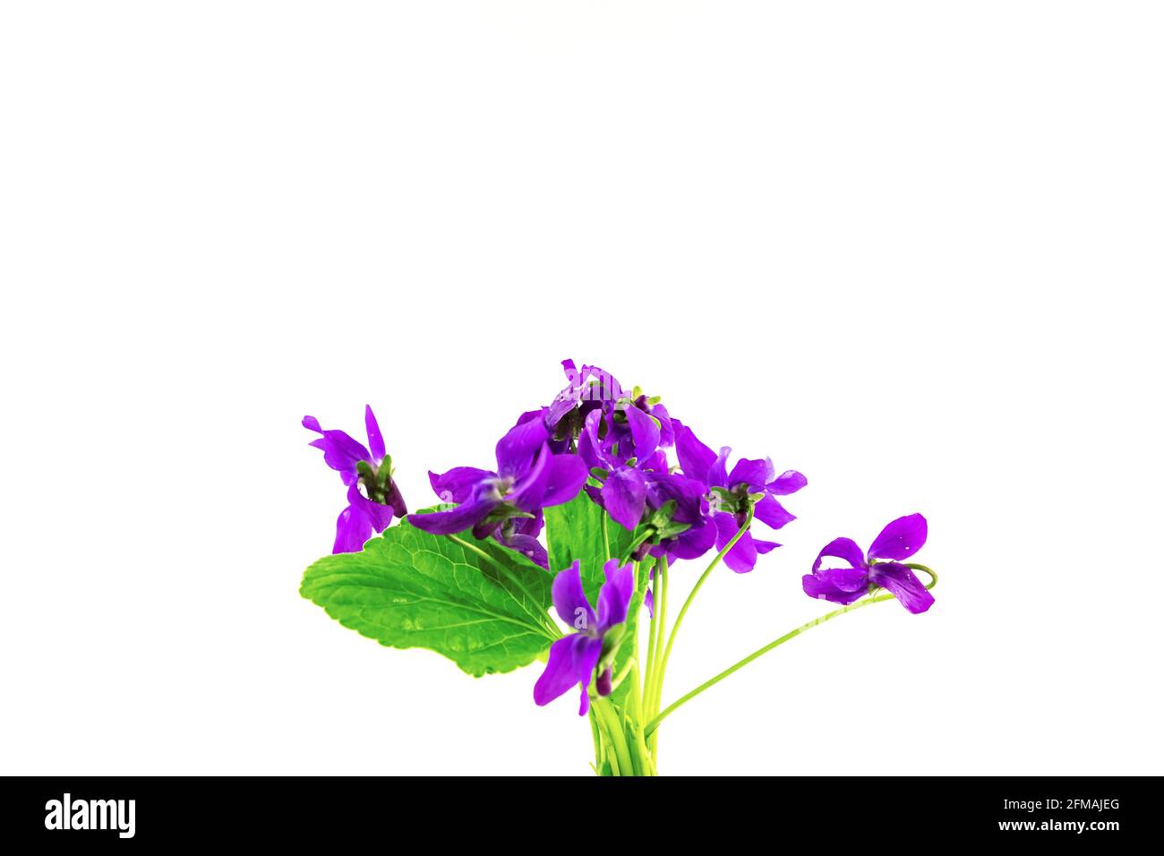 Viola odorata Violet primaverile Pasqua fiori bouquet isolato su sfondo bianco. Foto Stock