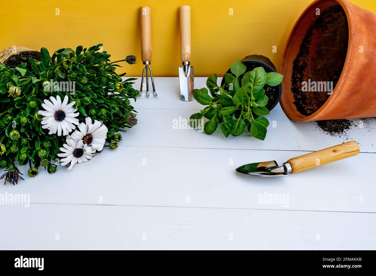 Attrezzi di giardinaggio appoggiati contro parete gialla, pentola e Daisy pianta e basilico su sfondo bianco di legno. Concetto di giardino primaverile. Foto Stock