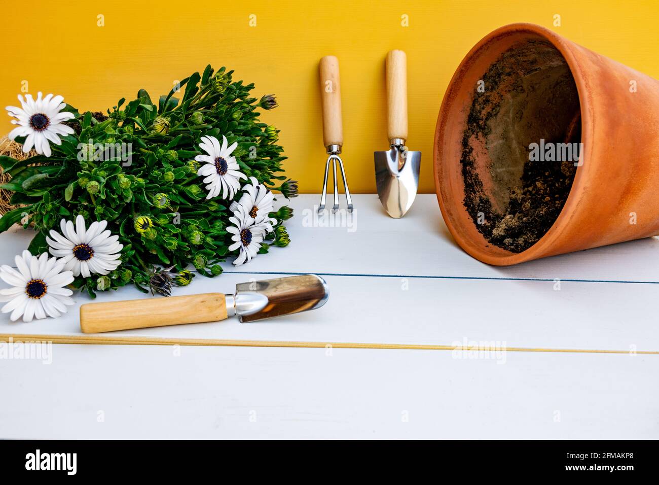 Attrezzi di giardinaggio appoggiati contro parete gialla e pentola e Daisy pianta su sfondo bianco di legno. Concetto di giardino primaverile. Foto Stock