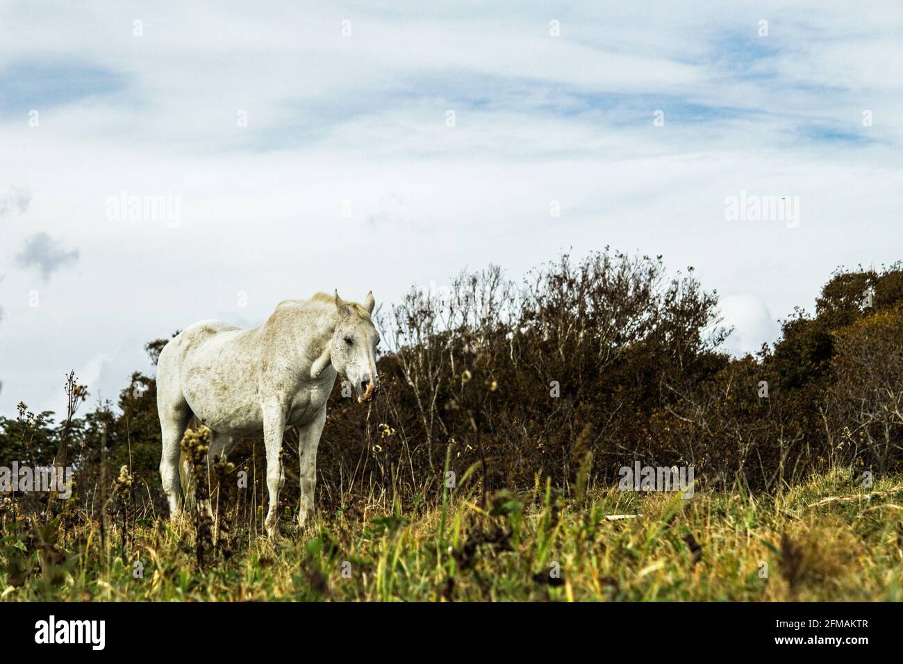 Un cavallo bianco che invecchia in piedi in una prateria austera Foto Stock