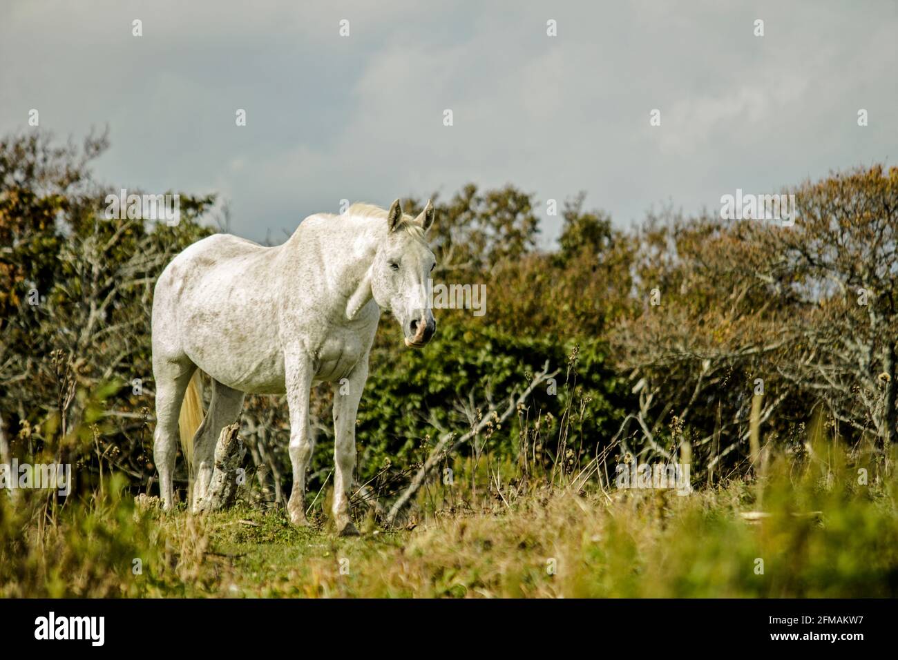 Un cavallo bianco che invecchia in piedi in una prateria austera Foto Stock