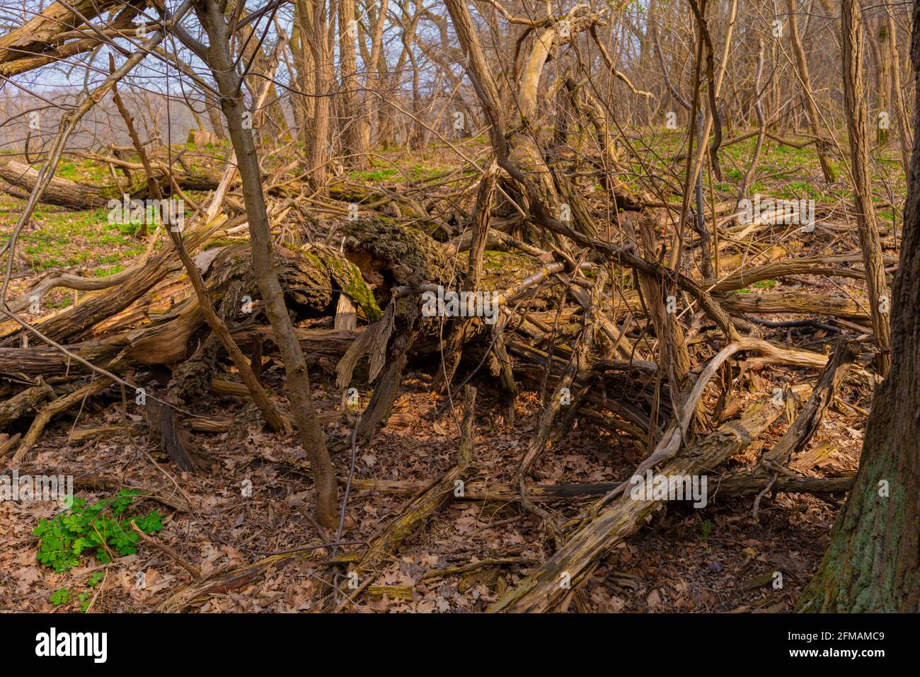 Legno morto è lasciato sdraiato nella foresta per il rinaturalizzazione della foresta Foto Stock