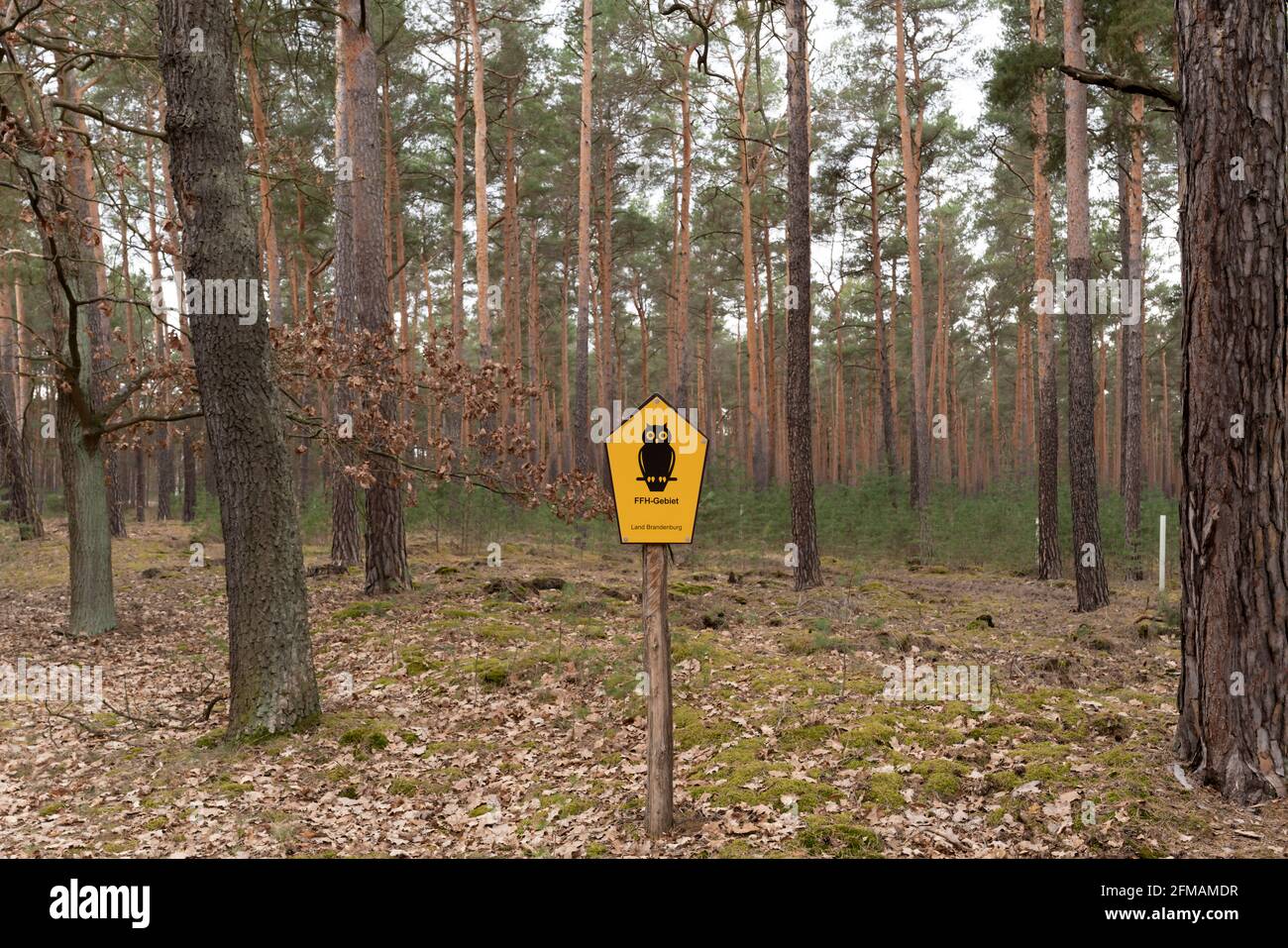 Foresta mista in primavera con cartello di avvertimento con iscrizione, FFH area Land Brandenburg Foto Stock