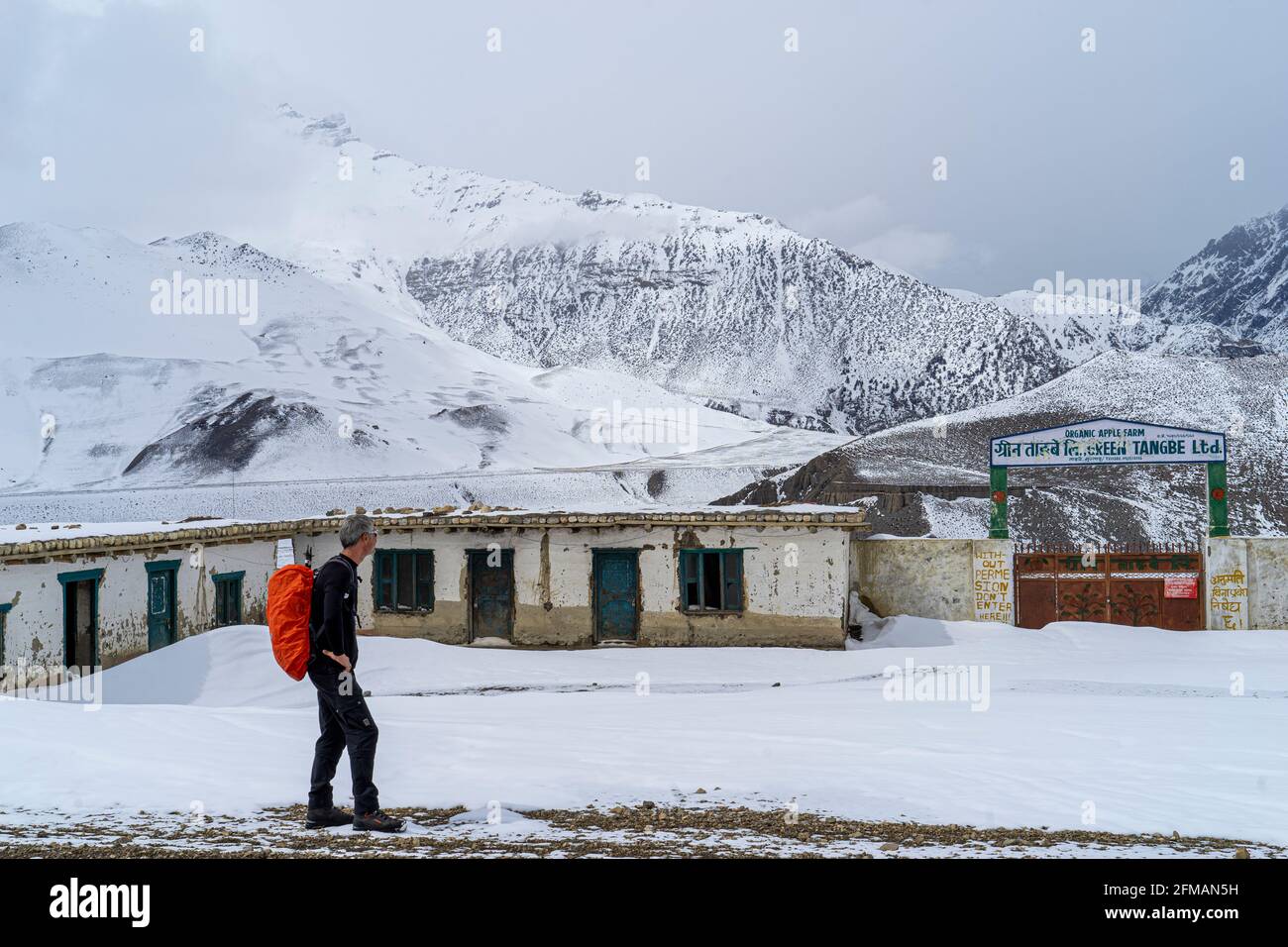 L'uomo guarda l'ingresso a una fattoria di mele m neve coperta Valle Kaligandaki nel mese di marzo sulla strada tra Kagbeni e Chele, alta Mustang, Nepal Foto Stock