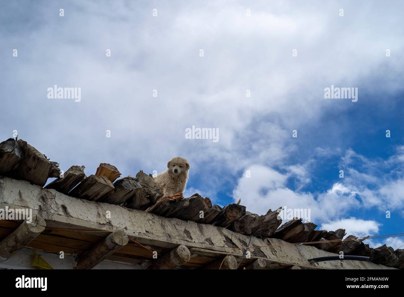 Cucciolo di cane Shepherd sul tetto in Upper Mustang, Nepal Foto Stock