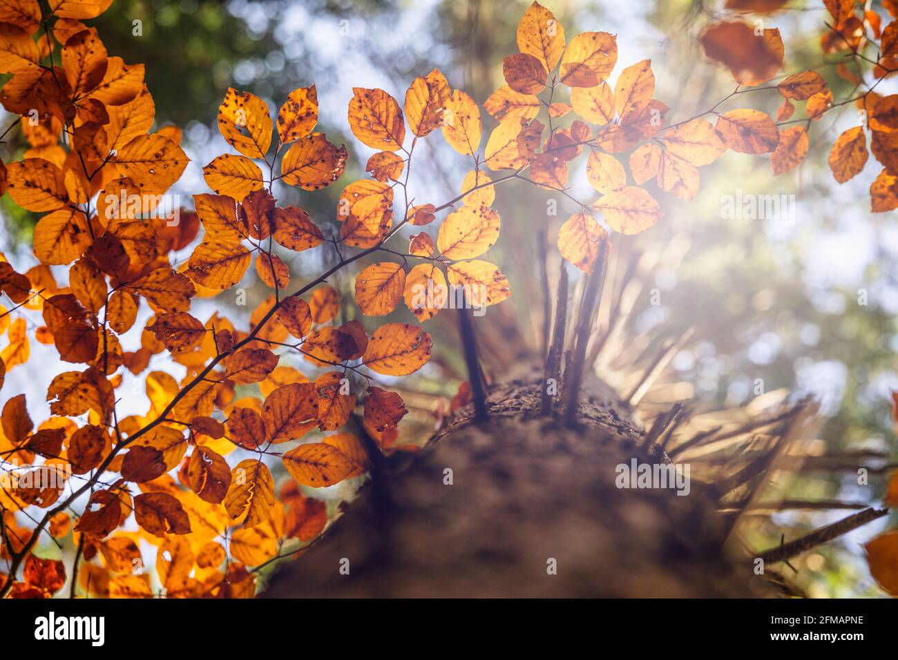 Faggio europeo (Fagus sylvatica), faggeta in autunno, fogliame colorato nelle Dolomiti, Belluno, Veneto, Italia Foto Stock