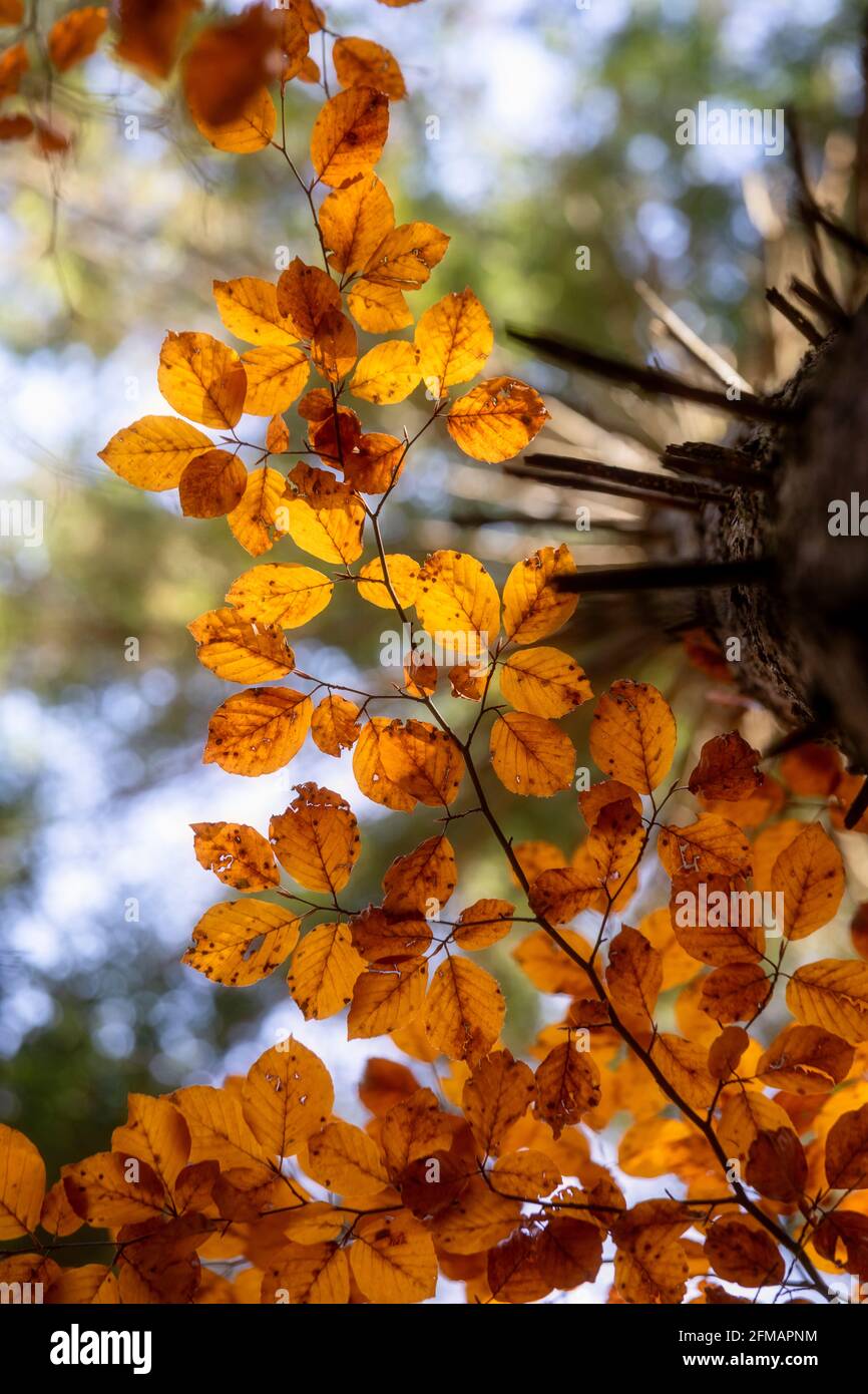 Faggio europeo (Fagus sylvatica), faggeta in autunno, fogliame colorato nelle Dolomiti, Belluno, Veneto, Italia Foto Stock