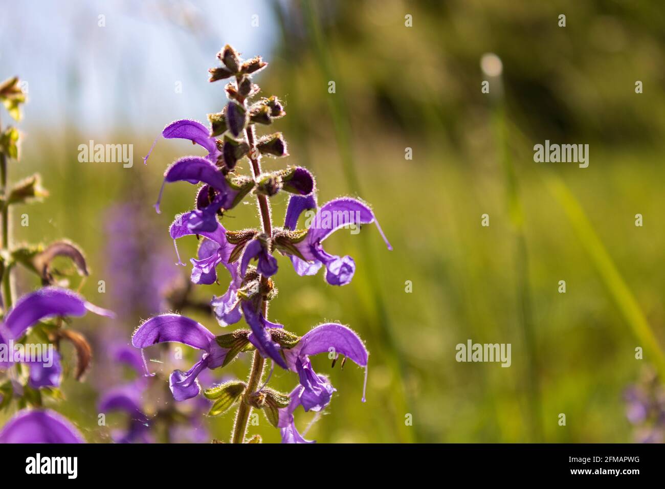 Salvia pratensis, il salvia prato in fiore viola o prato clary, primo piano e fuoco selettivo Foto Stock