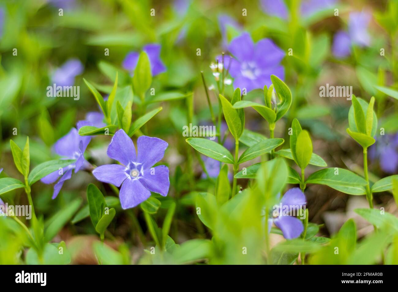 Pervinca in fiore viola (Vinca minore) e foglie verdi a terra, primo piano e fuoco selettivo Foto Stock