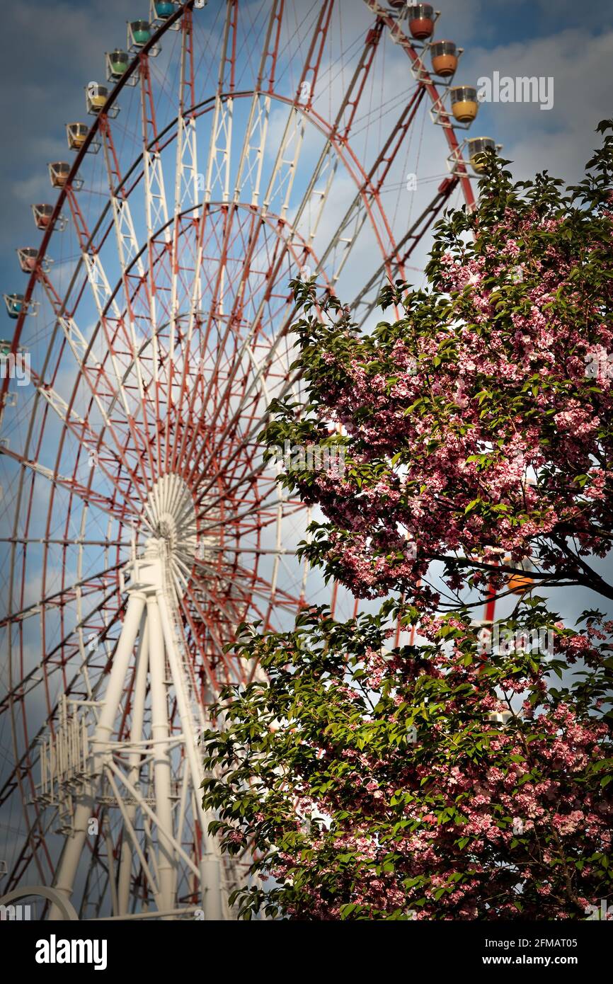 Primavera e fioritura dei ciliegi in piena fioritura davanti a una ruota panoramica a Tokyo, Giappone Foto Stock