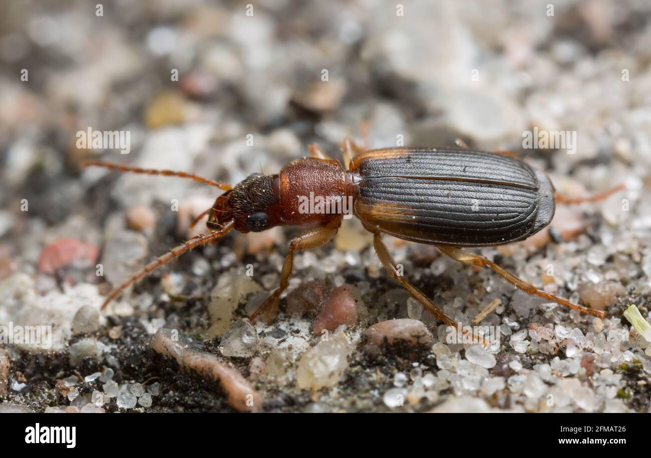 Terra-scarabeo, Cymindis angularis sulla sabbia Foto Stock