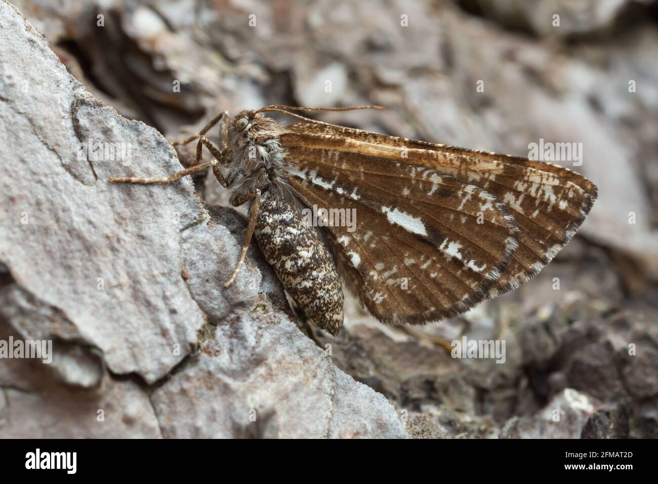 Bordered bianco, Bupalus piniaria riposante su parco di pino Foto Stock