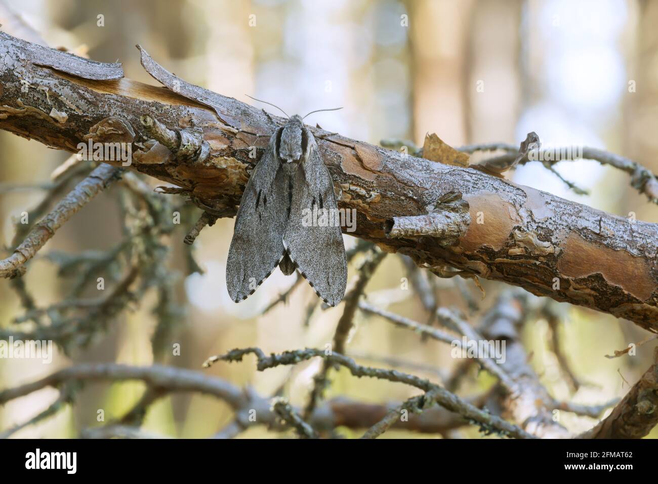 Falce di pino, Sphinx pinastri poggiati su ramo di pino, pineta sullo sfondo Foto Stock