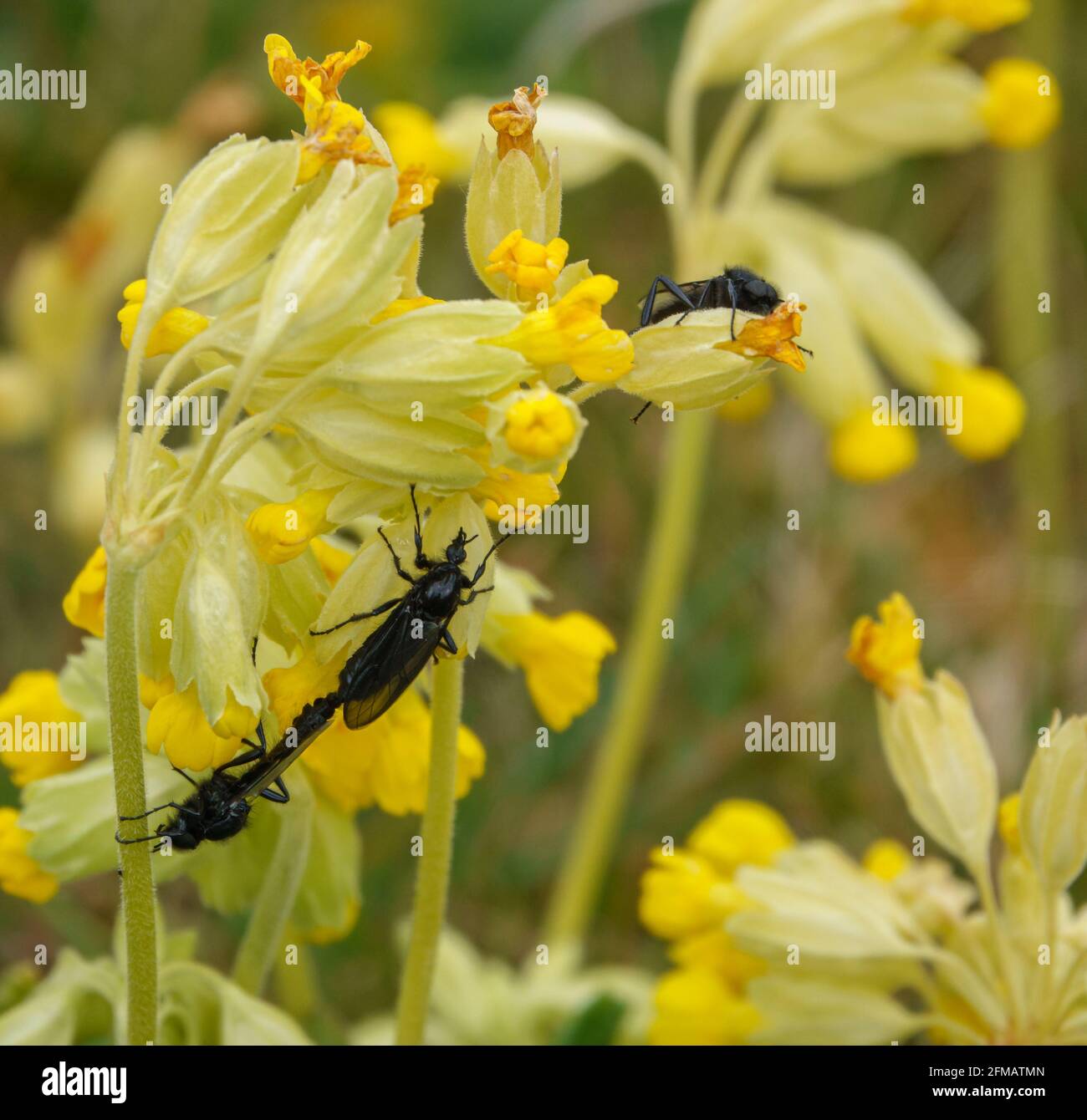 Closeup macro di un San Marco Flies su un luminoso fiore giallo di cowslip in fiore Foto Stock