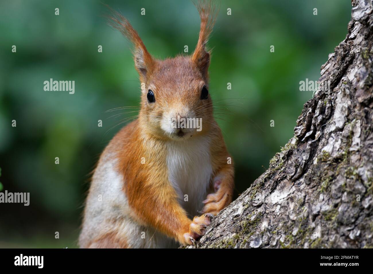 ritratto di simpatico scoiattolo su un tronco di albero dentro fronte di sfondo verde sfocato Foto Stock