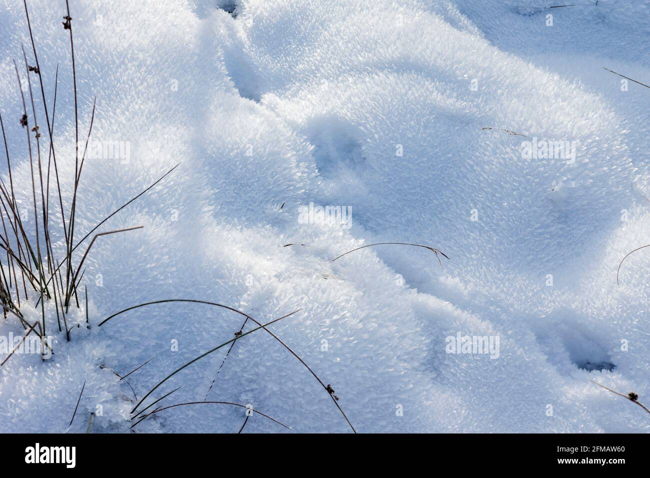 Germania, Baden-Wuerttemberg, Tübingen, Schönbuch, sentieri per cervi nella neve al Birkensee sul Bromberg. Foto Stock