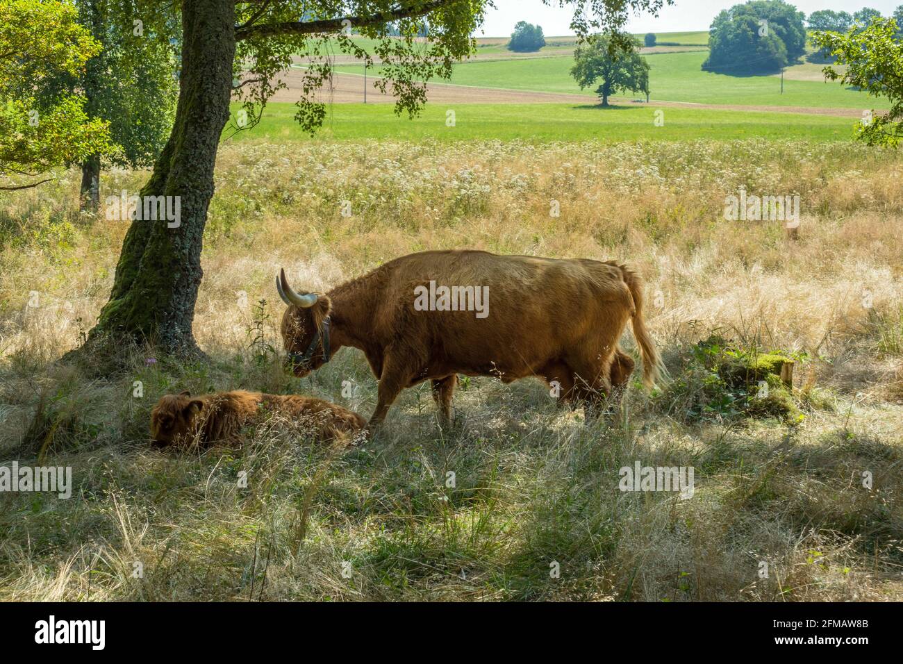 Germania, Baden-Wuerttemberg, Lenningen - Schopfloch, Schopflocher Torfgrube, bestiame scozzese dell'altopiano con vitello all'ombra sotto un albero. Foto Stock