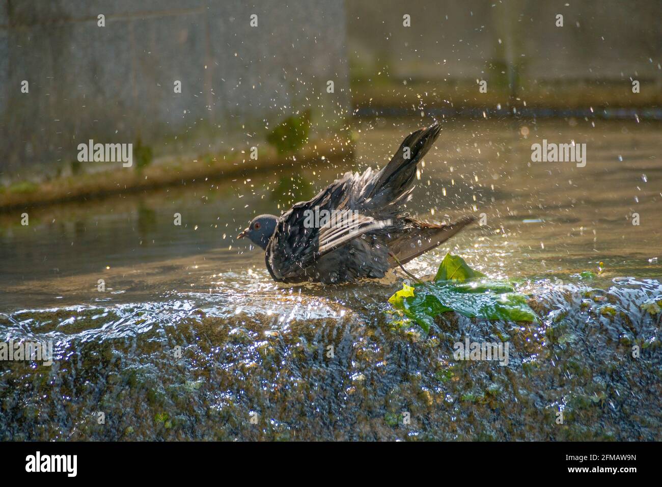 Germania, Baden-Wuerttemberg, piccione, bagni di piccioni domestici, lavaggio a piombo nell'acqua di una fontana ciotola Foto Stock