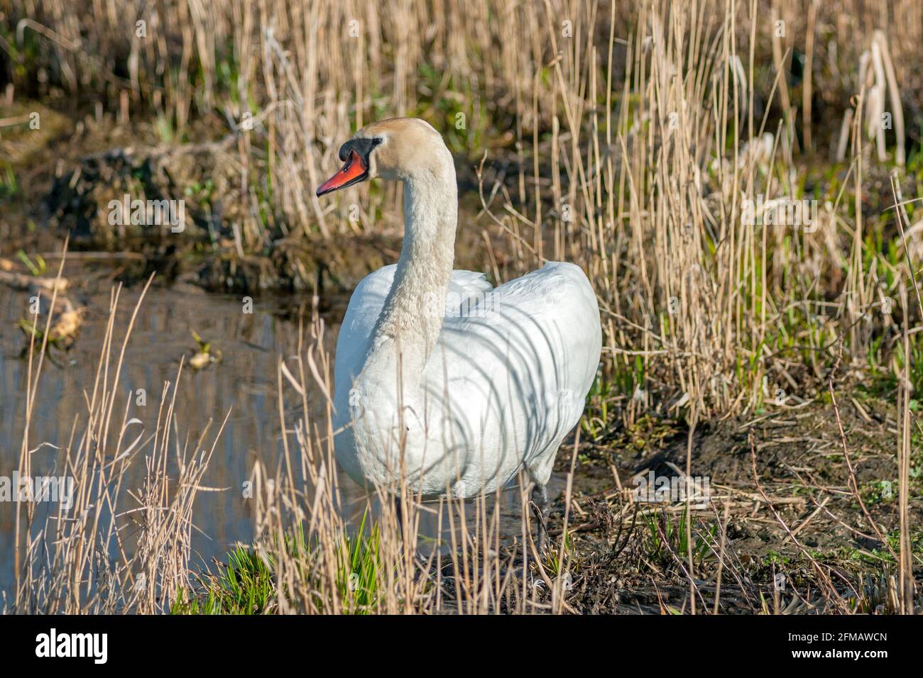 Germania, Baden-Wuerttemberg, Bad Buchau, mute swan, Cygnus olor, Nel santuario degli uccelli Federseer Ried. L'area Federsee ha il titolo di riserva europea. Foto Stock