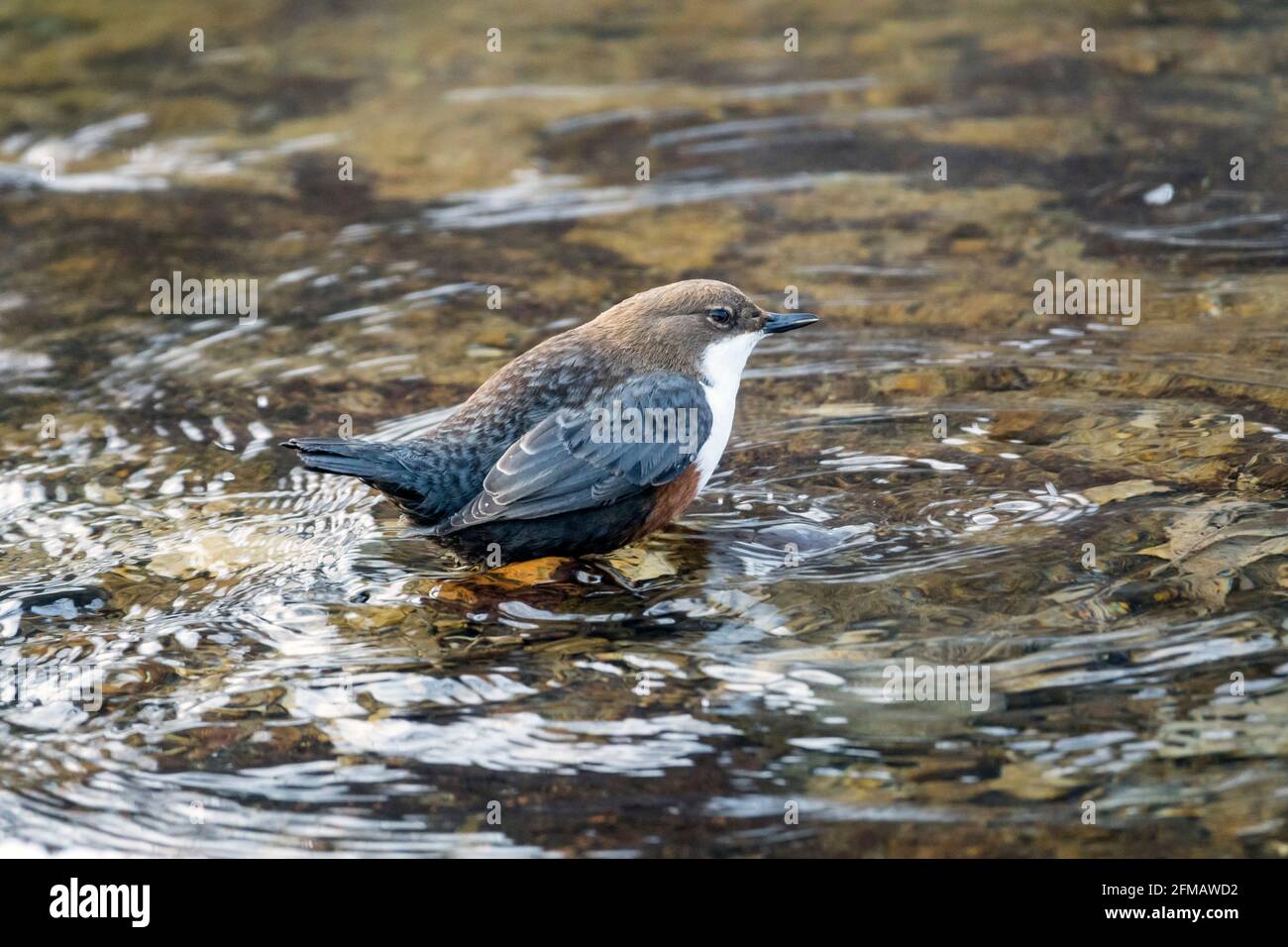 Germania, Baden-Wuerttemberg, Bad Urach, immersione a Brühlbach nel Maisental Foto Stock