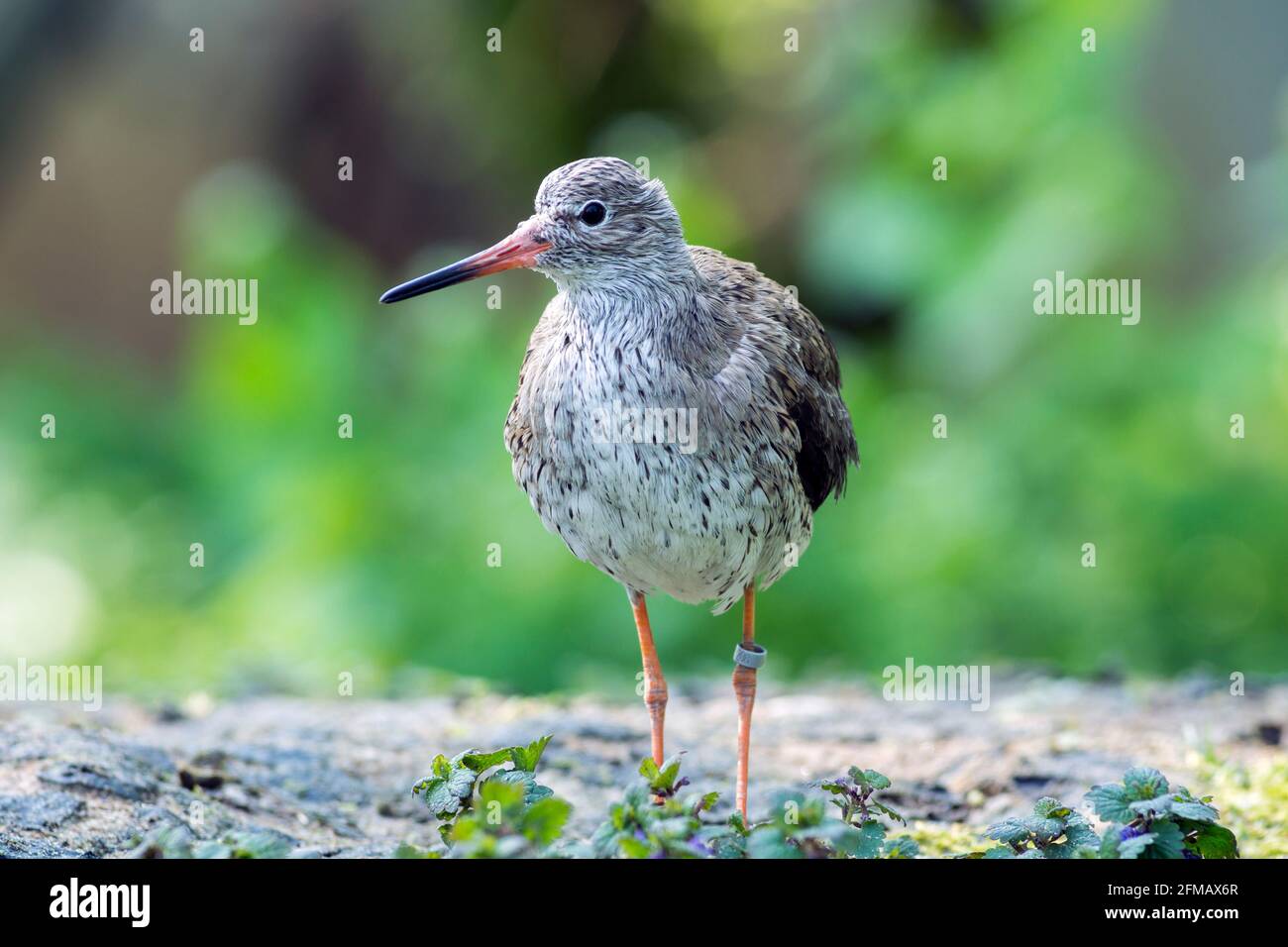 Germania, Rotschenkel, Tringa totanus, una specie di uccello della famiglia degli snipe Foto Stock