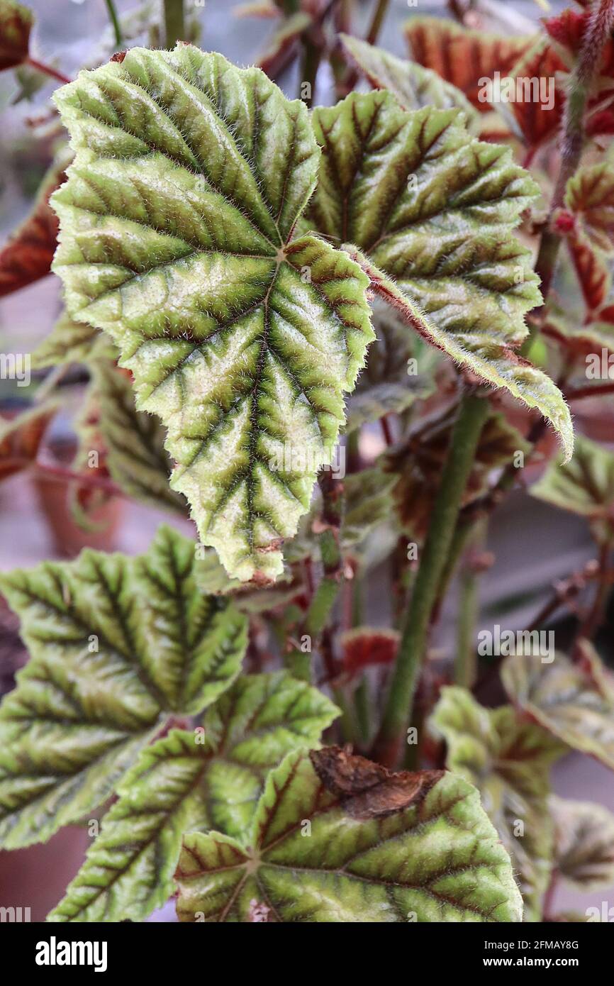 Begonia incarnata / metallo foglia Begonia – foglie verde oliva con vene profonde e lucentezza metallica, maggio, Inghilterra, Regno Unito Foto Stock