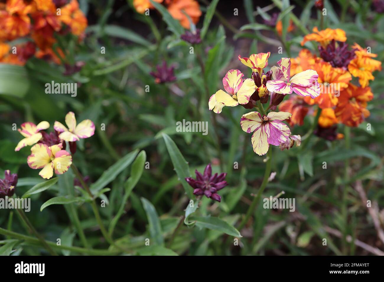 Erysimum cheiri ‘Apricot Twist’ e ‘Sunset Purple’ – possibile virus del mosaico erysimum, maggio, Inghilterra, Regno Unito Foto Stock