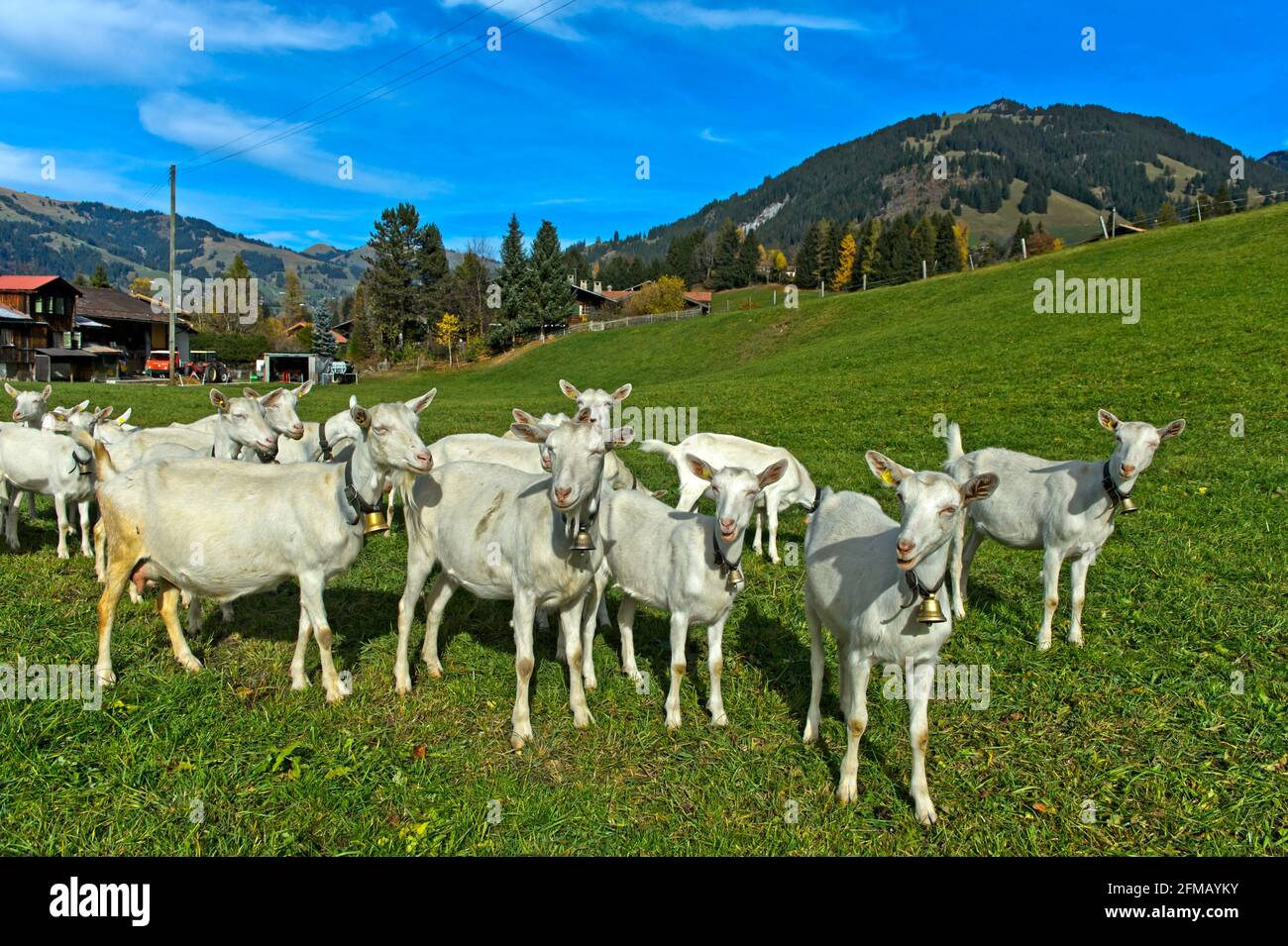 Mandria di capre bianche Saanen, Saanen, Obersimmental-Saanen, Canton Berna, Svizzera Foto Stock