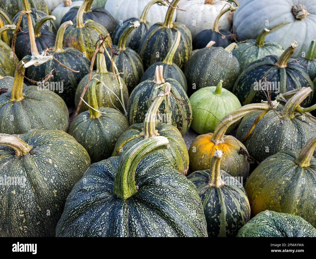 Raccolta della zucca, Georgia Foto Stock