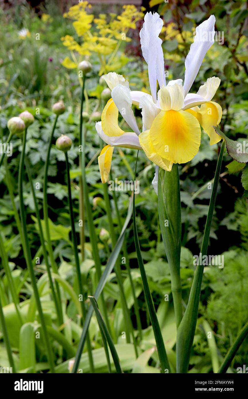Iris x hollandica ‘Apollo’ iris senza orecchio iris olandese Apollo – cascate gialle con striscia gialla profonda, standard blu chiaro, maggio, Inghilterra, Regno Unito Foto Stock