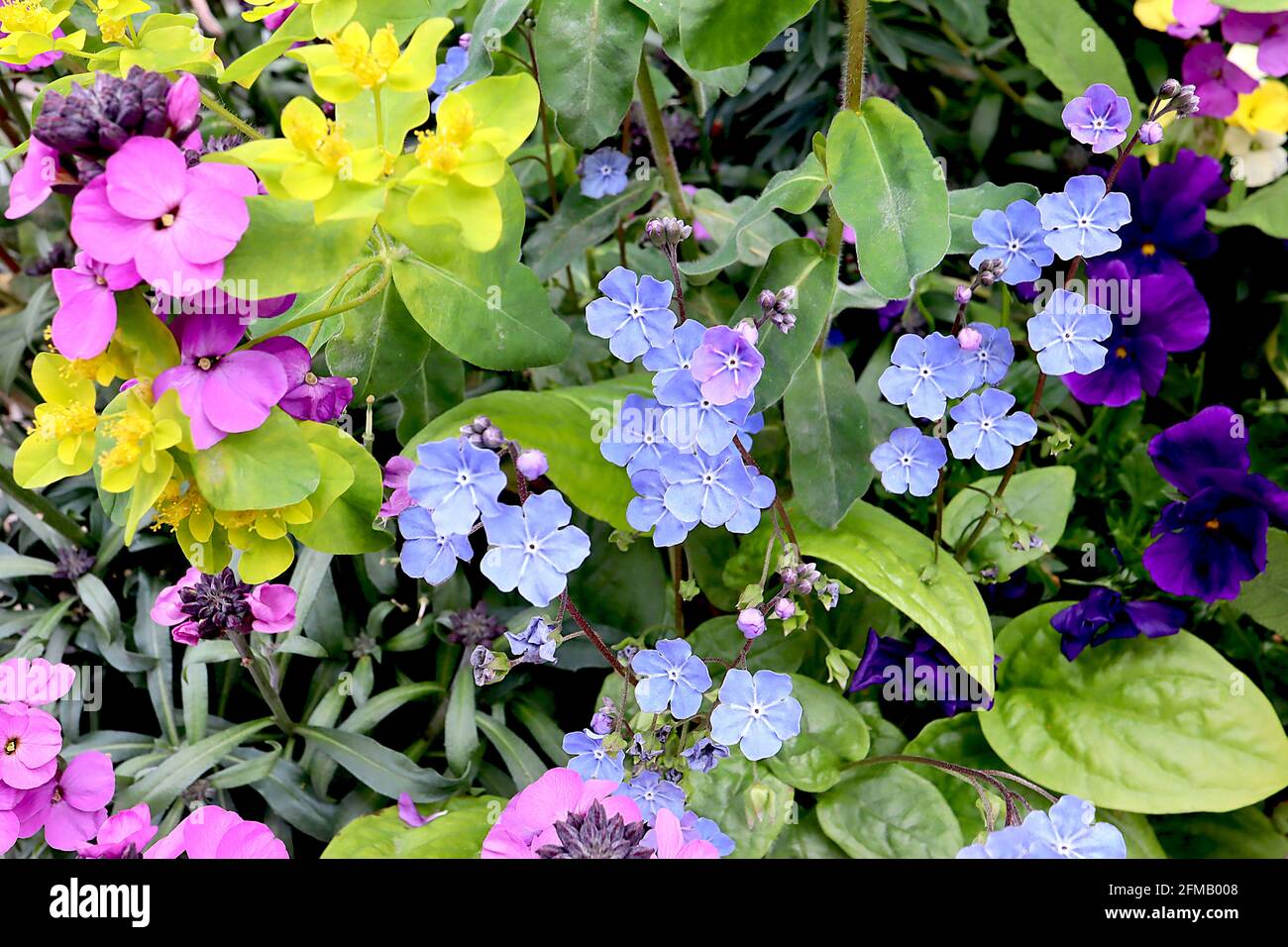 Omphalodes Cappadocica ‘Cherry Ingram’ Cappadocia navelwort Cherry Ingram – fiori blu brillante con linee radiali bianche, maggio, Inghilterra, Regno Unito Foto Stock