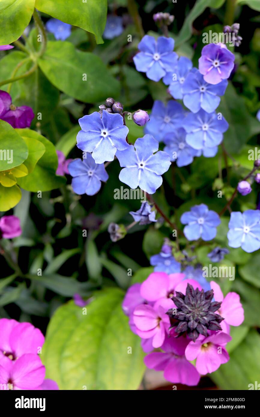 Omphalodes Cappadocica ‘Cherry Ingram’ Cappadocia navelwort Cherry Ingram – fiori blu brillante con linee radiali bianche, maggio, Inghilterra, Regno Unito Foto Stock