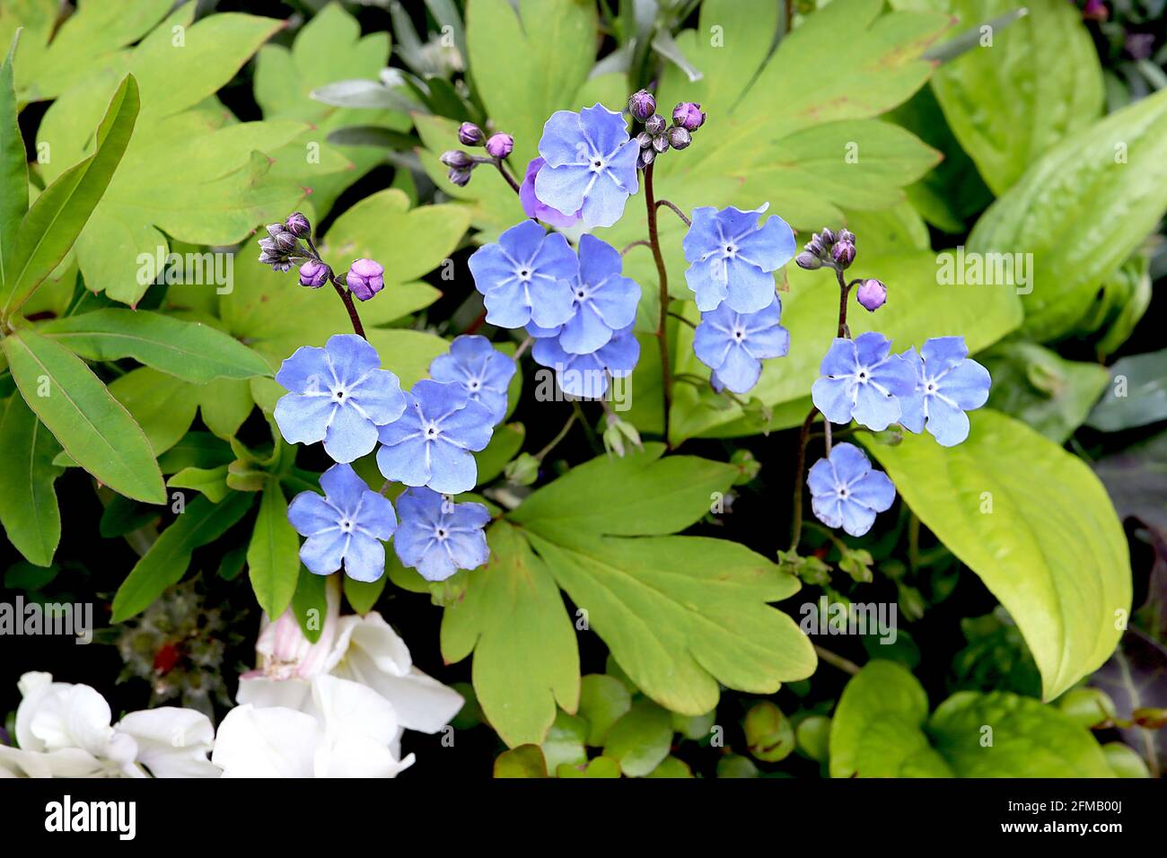 Omphalodes Cappadocica ‘Cherry Ingram’ Cappadocia navelwort Cherry Ingram – fiori blu brillante con linee radiali bianche, maggio, Inghilterra, Regno Unito Foto Stock