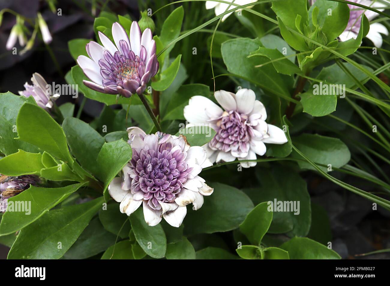 Osteospermum ecklonis ‘3D Silver Violet Ice’ African Daisy 3D Silver Violet Ice – petali radiali bianchi e fiori tubolari viola viola viola, maggio, Inghilterra Foto Stock