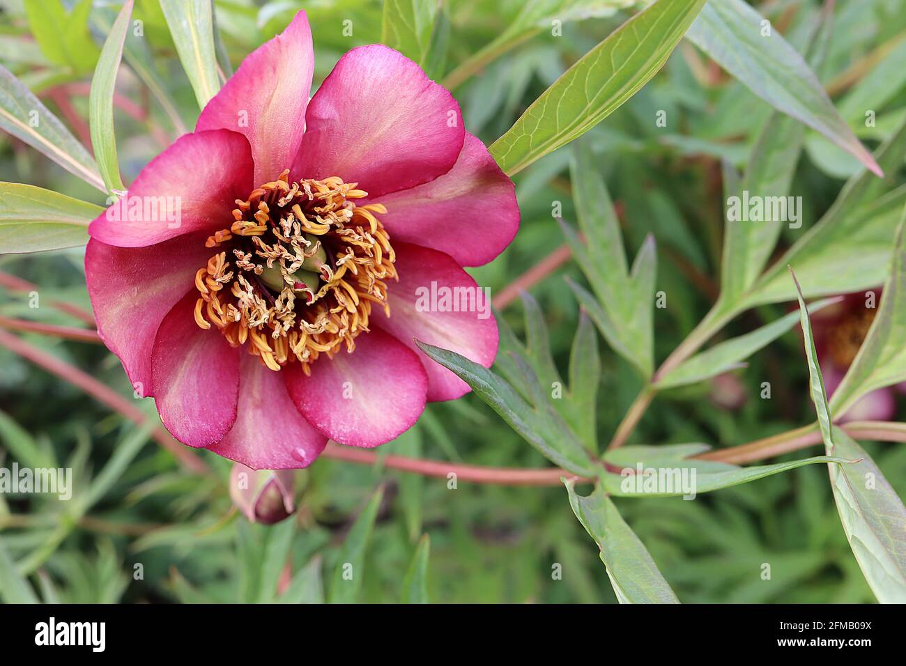 La peonia degli alberi di Paeonia delavayi Delavay – i fiori di maroon si affievoliscono a una striscia gialla tenue in centri di petali e foglie profondamente divise, maggio, Inghilterra, Regno Unito Foto Stock