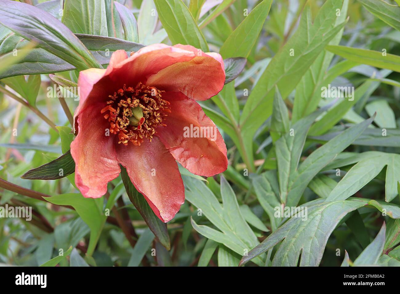 La peonia degli alberi di Paeonia delavayi Delavay – i fiori di maroon si affievoliscono a una striscia gialla tenue in centri di petali e foglie profondamente divise, maggio, Inghilterra, Regno Unito Foto Stock