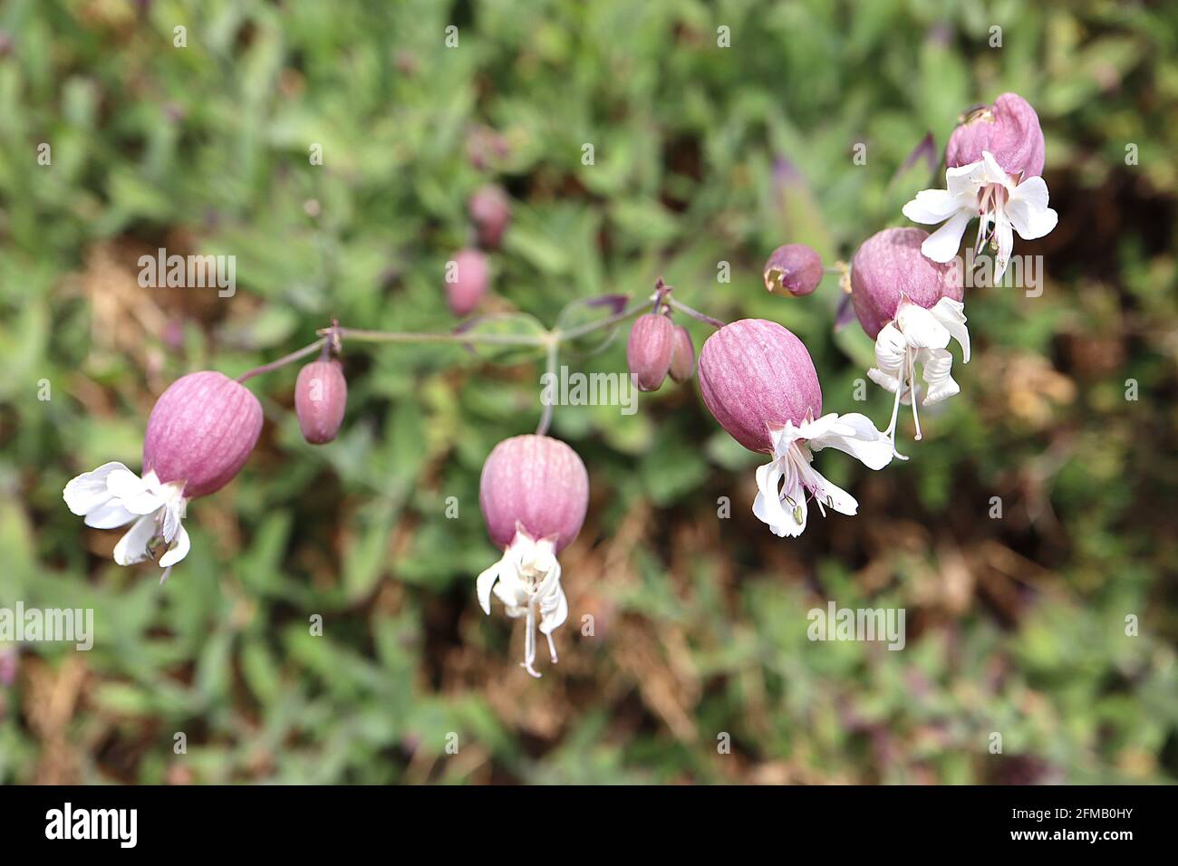 Silene vulgaris vescica campion – petali bianchi a cucchiaio che emergono dal grande calice viola, maggio, Inghilterra, Regno Unito Foto Stock