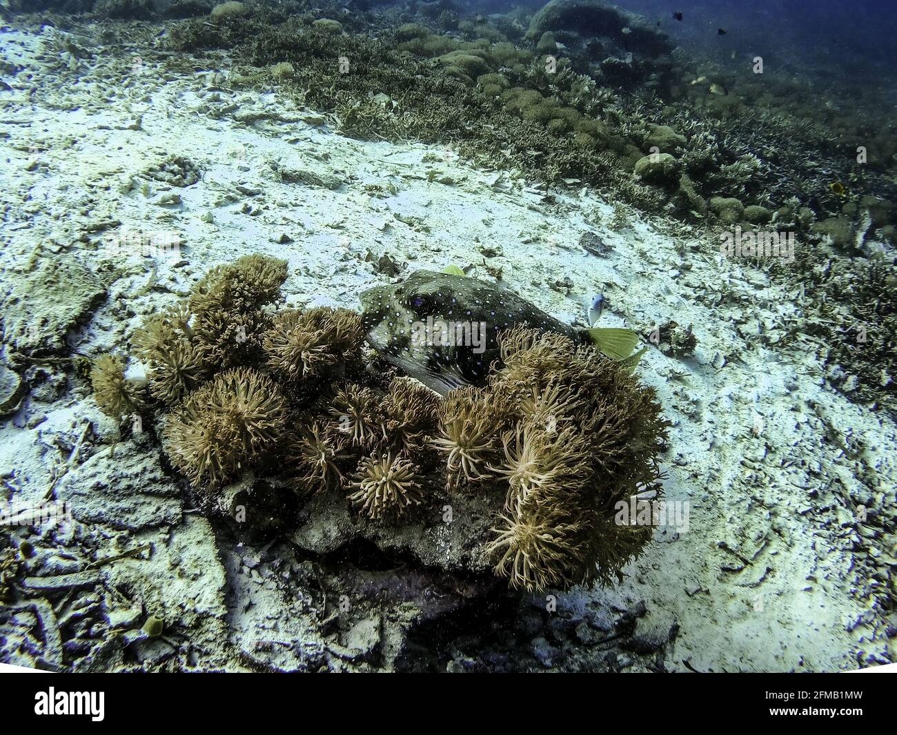 Tossopneuste di pianta subacquea sul fondale marino Foto Stock