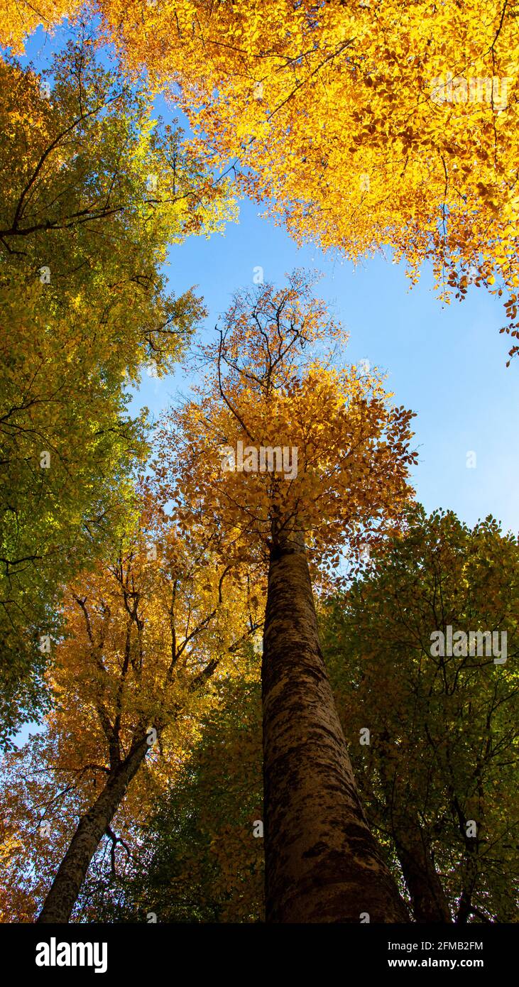 Questo paesaggio autunnale unico a Yedigoller, Turchia, è sede di alberi che creano immagini impressionanti con le loro foglie giallite. Foto Stock