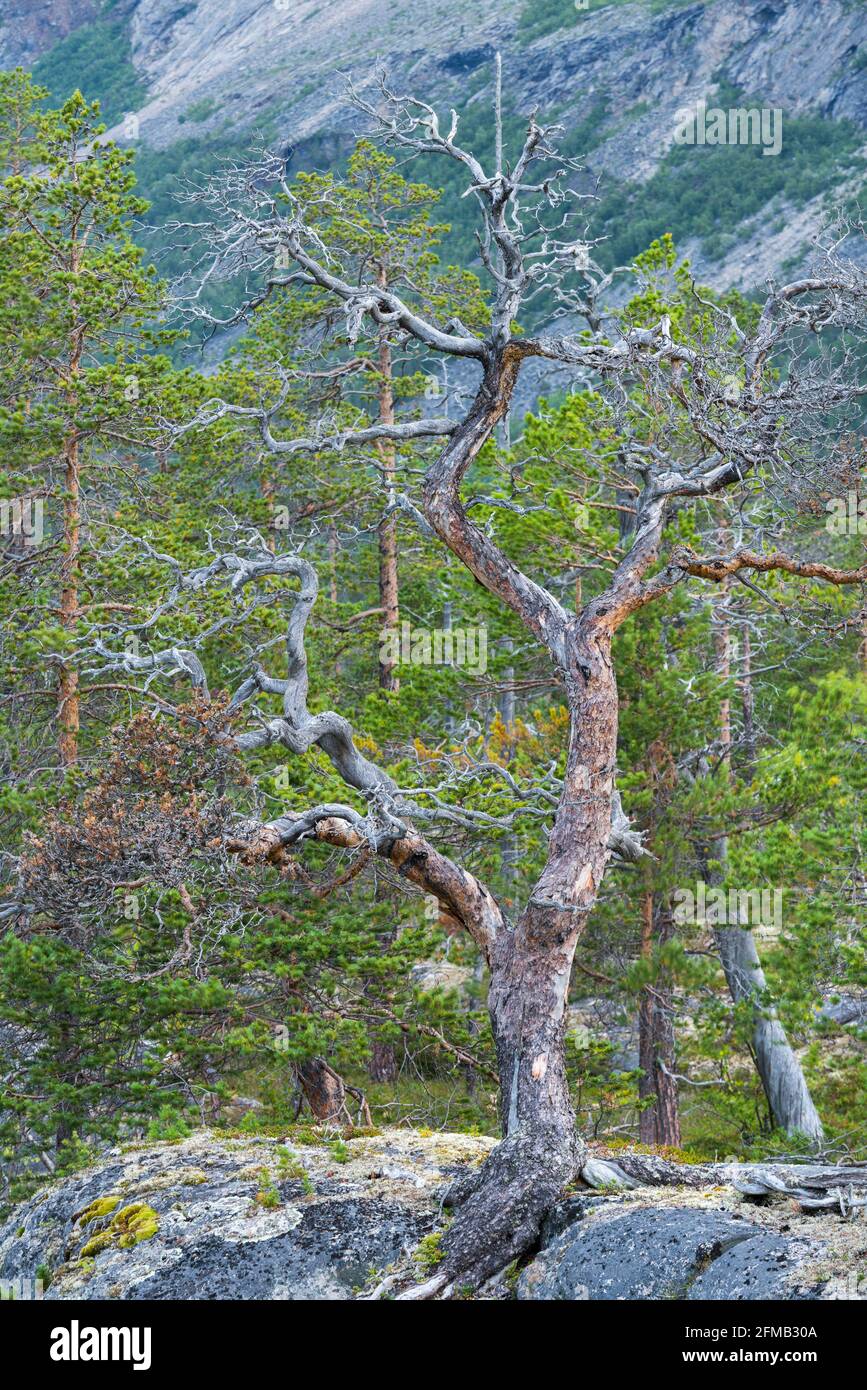 Vecchio pino, Parco Nazionale Saltfjellet-Svartisen, Nordland, Norvegia Foto Stock