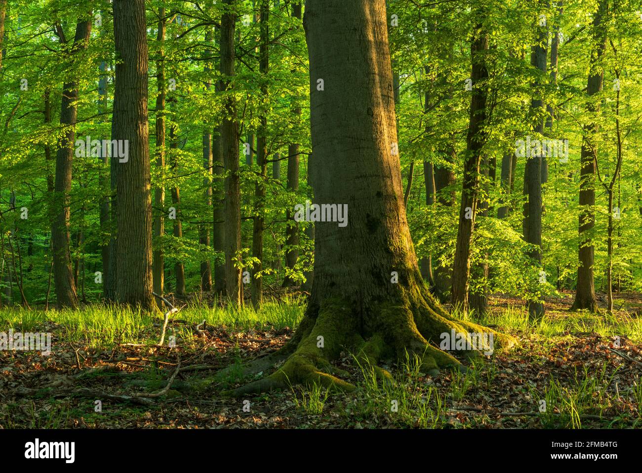 Faggeta intatta in primavera, luce notturna, Grumsiner Forst, Patrimonio dell'Umanità dell'UNESCO, Brandeburgo, Germania Foto Stock