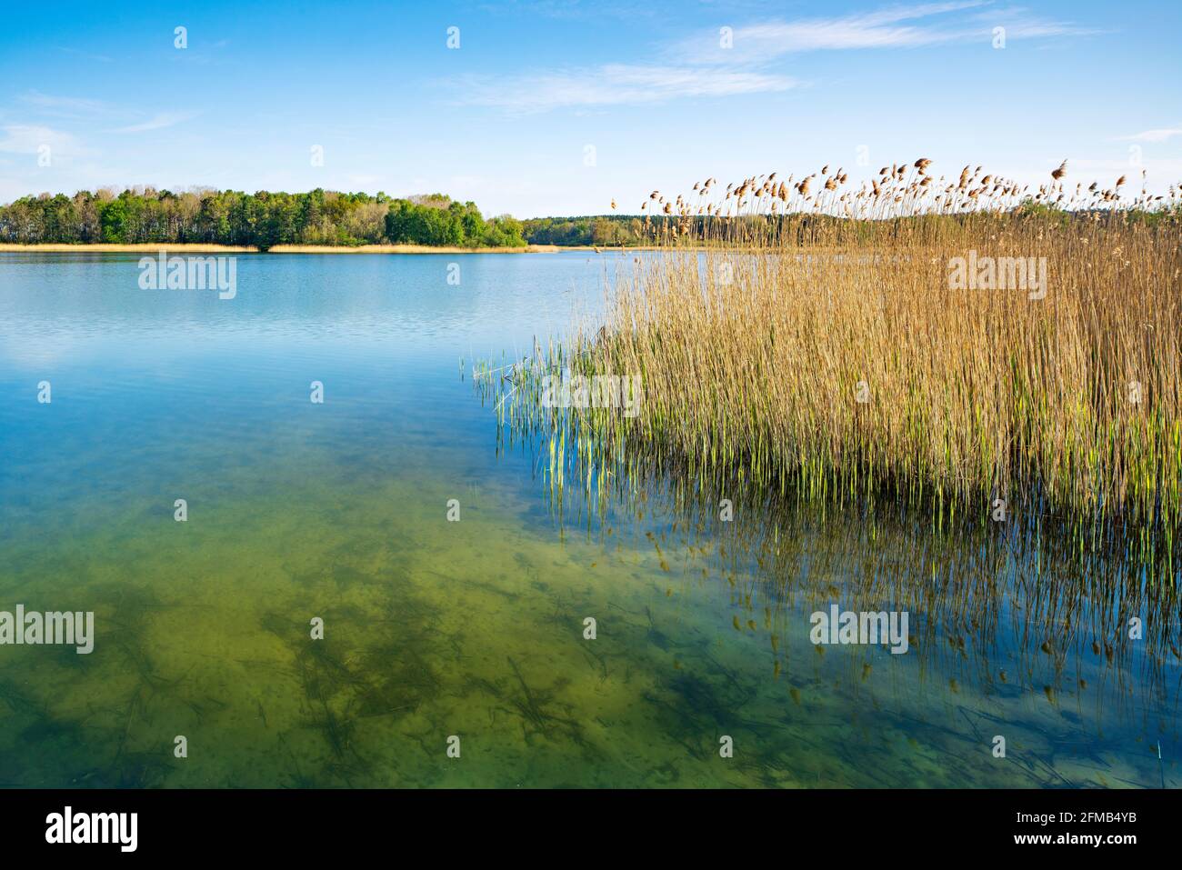 Lago limpido con cintura di canna, Rödliner See, vicino a Neustrelitz, Meclemburgo-Pomerania occidentale, Germania Foto Stock